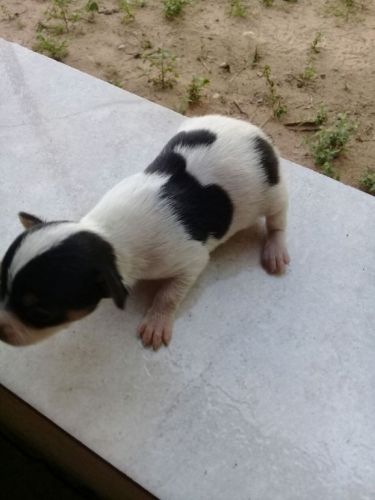 Pinscher lindos filhotes  771768