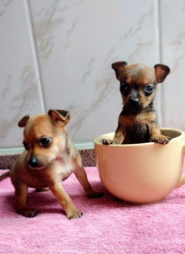Pinscher lindos filhotes  771769