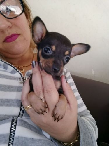 Pinscher lindos filhotes  771771