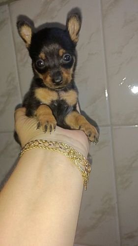 Pinscher lindos filhotes  771773