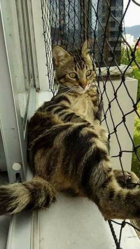 Redes de Proteção na liberdade 766433 Redes de Proteção na liberdade 766433