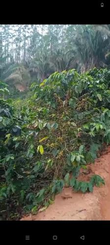 sitio com 49 mil metros proximo  brejetuba  757517