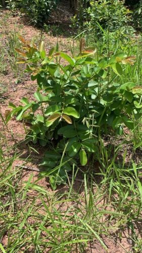 Terreno a Venda Em Paraibuna - o Refugio Perfeito Para Sua Casa Ou Chácara  751458