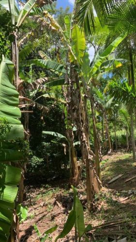 Terreno a Venda Em Paraibuna - o Refugio Perfeito Para Sua Casa Ou Chácara  751465