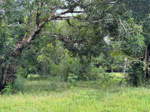 Terreno Em Aldeia – Camaragibe - Pe 769783