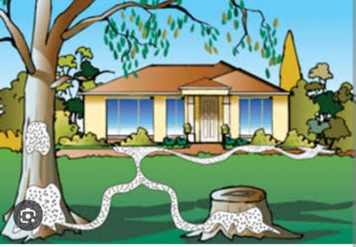 Tratamento contra roedores e insetos em geral 777163