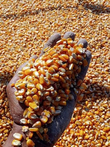 Venda de Milho em Grãos direto da Fazenda ao norte do Mato Grosso sem atravessadores 757683