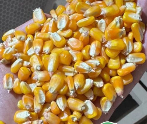 Venda de Milho em Grãos direto da Fazenda ao norte do Mato Grosso sem atravessadores 757684