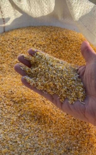 Venda de Milho em Grãos direto da Fazenda ao norte do Mato Grosso sem atravessadores 757687