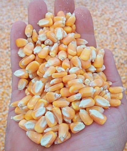 Venda de Milho em Grãos direto da Fazenda ao norte do Mato Grosso sem atravessadores 757688