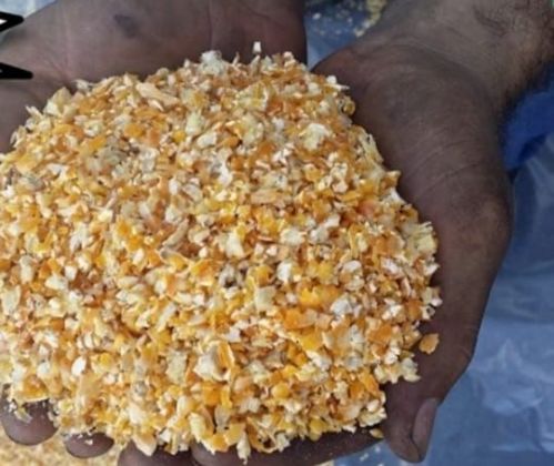 Venda de Milho em Grãos direto da Fazenda ao norte do Mato Grosso sem atravessadores 757690