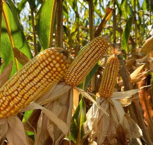 Venda de Milho em Grãos direto da Fazenda ao norte do Mato Grosso sem atravessadores 757692
