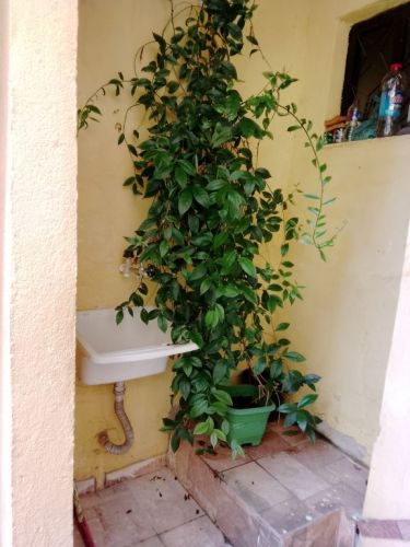 Vendo 3 casas  742642