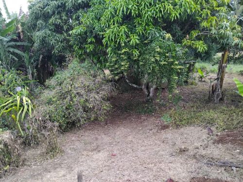 Vendo 8 Alqueires Tratorável Com Casa Sede 752227