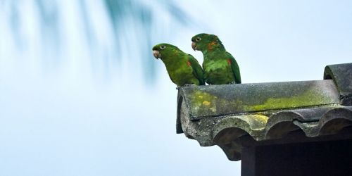 vendo dois terrenos no condominio Residencial del paraiso  com total de 2000 m2 770826