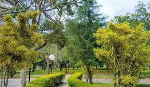 Vendo Jazigo Cemitério Parque das Flores Campinas 770488 Vendo Jazigo Cemitério Parque das Flores Campinas 770488