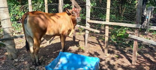 Vendo uma Novilha com 10 meses  749414