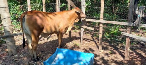 Vendo uma Novilha com 10 meses  749415
