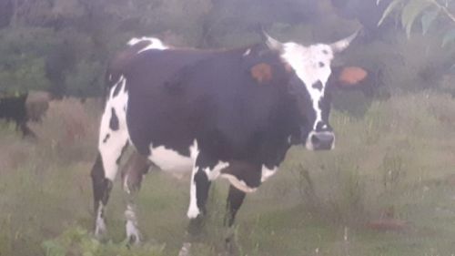 Vendo Vaca 5 Anos  746827