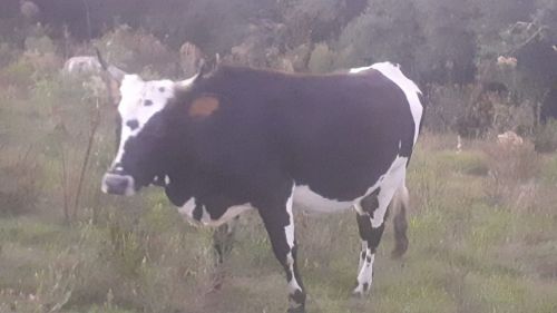 Vendo Vaca 5 Anos  746828
