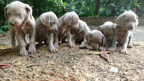 Weimaraner Lindos Filhotes 775289 Weimaraner Lindos Filhotes 775289