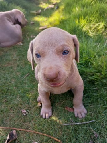 Weimaraner Lindos Filhotes 775290 Weimaraner Lindos Filhotes 775290