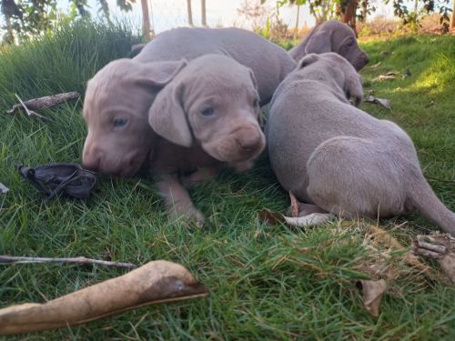 Weimaraner Lindos Filhotes 775292 Weimaraner Lindos Filhotes 775292