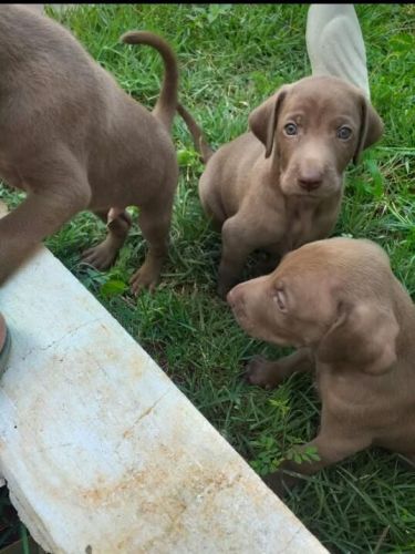 Weimaraner Lindos Filhotes 775293 Weimaraner Lindos Filhotes 775293