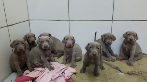 Weimaraner Lindos Filhotes 775295 Weimaraner Lindos Filhotes 775295