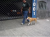 Adestrador De Cães A Domicílio Mooca