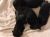 Lindos Filhotes De Rottweiler 