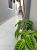 Pg011 Casa Em Condominio - Praia Grande 